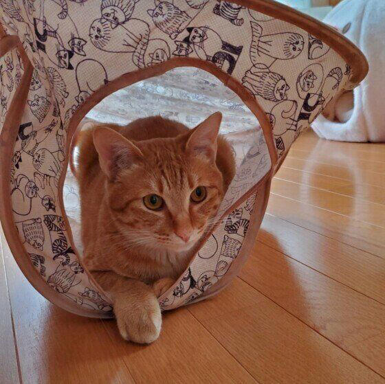 2種以上の異なる種類（品種）の遺伝子をもつ猫, 日本で暮らす猫のうち大半が雑種猫！, 雑種猫の魅力とは？, トラ柄（キジトラ、サバトラ、茶トラ）, 単色の柄なし猫（白・黒・グレー）