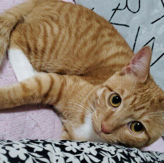 2種以上の異なる種類（品種）の遺伝子をもつ猫, 日本で暮らす猫のうち大半が雑種猫！, 雑種猫の魅力とは？, トラ柄（キジトラ、サバトラ、茶トラ）, 単色の柄なし猫（白・黒・グレー）