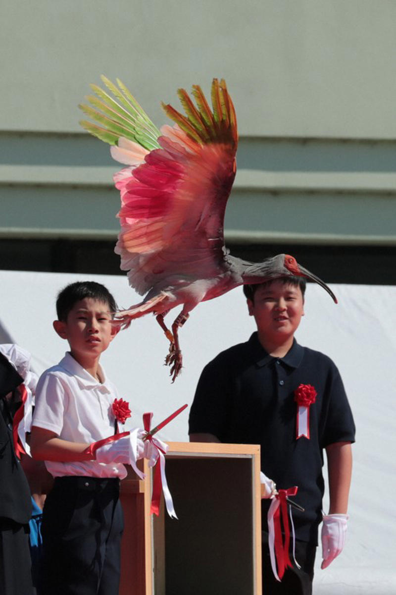 小学生らの手によって放鳥されたトキ＝石川県羽咋市で2026年5月31日午後3時27分、岩本一希撮影, 羽咋市役所に到着し、出迎えを受ける秋篠宮ご夫妻＝石川県羽咋市で2026年5月31日午後0時9分（代表撮影）, 放鳥に際しトキが入った箱を開けられる秋篠宮ご夫妻＝石川県羽咋市で2026年5月31日午後3時24分、岩本一希撮影, 小学生らの手によって放鳥されたトキ＝石川県羽咋市で2026年5月31日午後3時27分、岩本一希撮影, 小学生らの手によって放鳥されたトキ＝石川県羽咋市で2026年5月31日午後3時27分、岩本一希撮影, 小学生らの手によって放鳥されたトキ＝石川県羽咋市で2026年5月31日午後3時27分、岩本一希撮影, トキを放鳥される秋篠宮ご夫妻＝石川県羽咋市で2026年5月31日午後3時25分、岩本一希撮影, トキを放鳥される秋篠宮ご夫妻＝石川県羽咋市で2026年5月31日午後3時25分、岩本一希撮影, トキを放鳥される秋篠宮ご夫妻＝石川県羽咋市で2026年5月31日午後3時25分、岩本一希撮影, 放鳥式でトキを放たれた秋篠宮ご夫妻＝石川県羽咋市で2026年5月31日午後3時25分（代表撮影）, トキを放鳥される秋篠宮ご夫妻＝石川県羽咋市で2026年5月31日午後3時24分（代表撮影）, トキを放鳥される秋篠宮ご夫妻＝石川県羽咋市で2026年5月31日午後3時24分（代表撮影）, 放鳥され、舞い上がるトキ＝石川県羽咋市で2026年5月31日午後3時27分（代表撮影）, 放鳥され能登の空を舞うトキ＝石川県羽咋市で2026年5月31日午後3時25分、岩本一希撮影, 放鳥されたトキ＝石川県羽咋市で2026年5月31日午後3時27分、岩本一希撮影