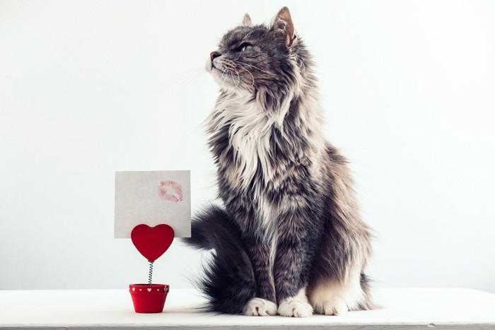 猫が命を落としかねない『飼い主のイタズラ』4つと避けるべき理由, 1.ビニール袋やひもで過度に遊ばせる, 2.驚かせるために大きな音を立てる, 3.無理に仰向けにする・高く持ち上げる, 4.人間の食べ物を面白半分で与える, 取り返しが付かないリスクを防ぐために