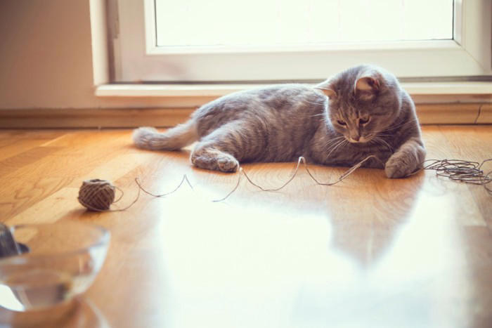 猫が命を落としかねない『飼い主のイタズラ』4つと避けるべき理由, 1.ビニール袋やひもで過度に遊ばせる, 2.驚かせるために大きな音を立てる, 3.無理に仰向けにする・高く持ち上げる, 4.人間の食べ物を面白半分で与える, 取り返しが付かないリスクを防ぐために