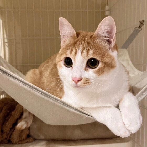 2種以上の異なる種類（品種）の遺伝子をもつ猫, 日本で暮らす猫のうち大半が雑種猫！, 雑種猫の魅力とは？, トラ柄（キジトラ、サバトラ、茶トラ）, 単色の柄なし猫（白・黒・グレー）