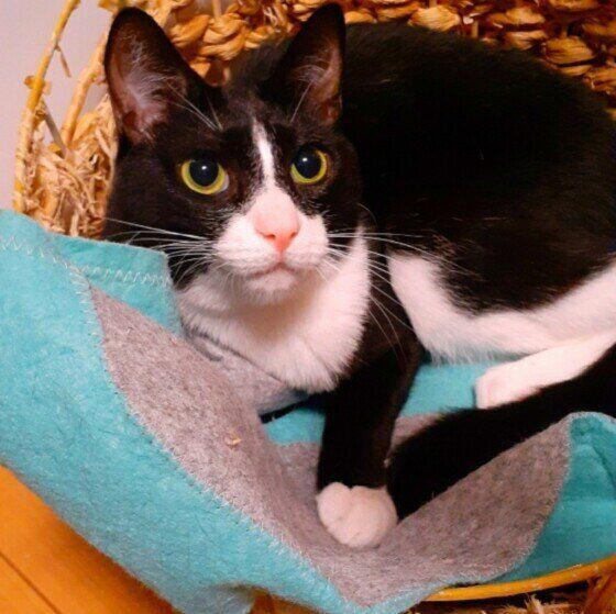 2種以上の異なる種類（品種）の遺伝子をもつ猫, 日本で暮らす猫のうち大半が雑種猫！, 雑種猫の魅力とは？, トラ柄（キジトラ、サバトラ、茶トラ）, 単色の柄なし猫（白・黒・グレー）
