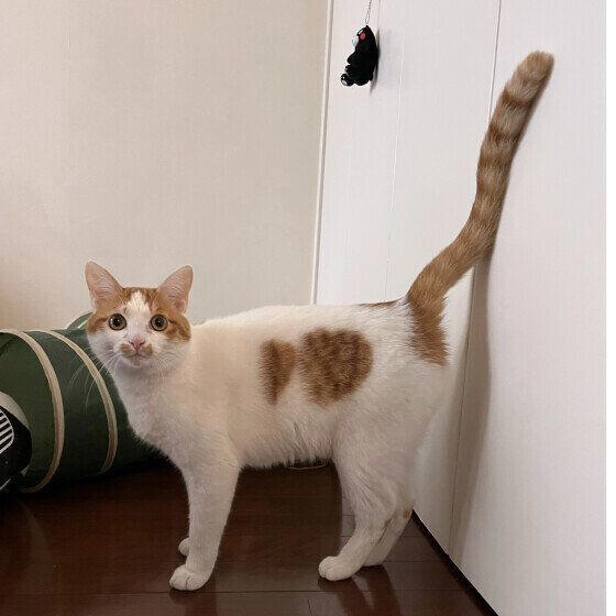 2種以上の異なる種類（品種）の遺伝子をもつ猫, 日本で暮らす猫のうち大半が雑種猫！, 雑種猫の魅力とは？, トラ柄（キジトラ、サバトラ、茶トラ）, 単色の柄なし猫（白・黒・グレー）