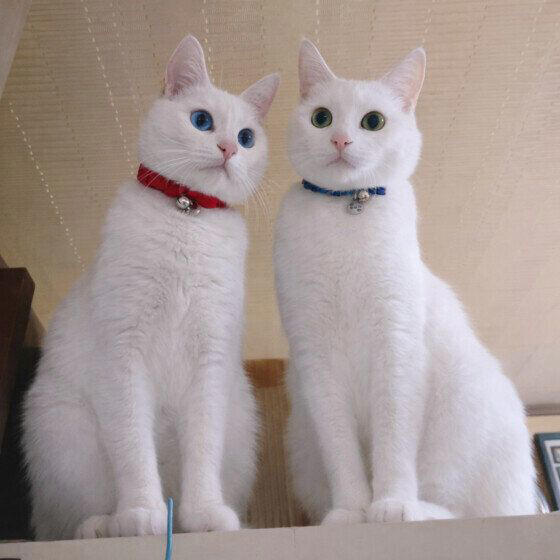 2種以上の異なる種類（品種）の遺伝子をもつ猫, 日本で暮らす猫のうち大半が雑種猫！, 雑種猫の魅力とは？, トラ柄（キジトラ、サバトラ、茶トラ）, 単色の柄なし猫（白・黒・グレー）