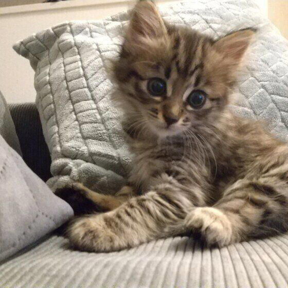 2種以上の異なる種類（品種）の遺伝子をもつ猫, 日本で暮らす猫のうち大半が雑種猫！, 雑種猫の魅力とは？, トラ柄（キジトラ、サバトラ、茶トラ）, 単色の柄なし猫（白・黒・グレー）