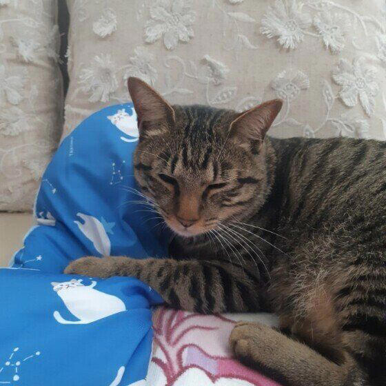 2種以上の異なる種類（品種）の遺伝子をもつ猫, 日本で暮らす猫のうち大半が雑種猫！, 雑種猫の魅力とは？, トラ柄（キジトラ、サバトラ、茶トラ）, 単色の柄なし猫（白・黒・グレー）