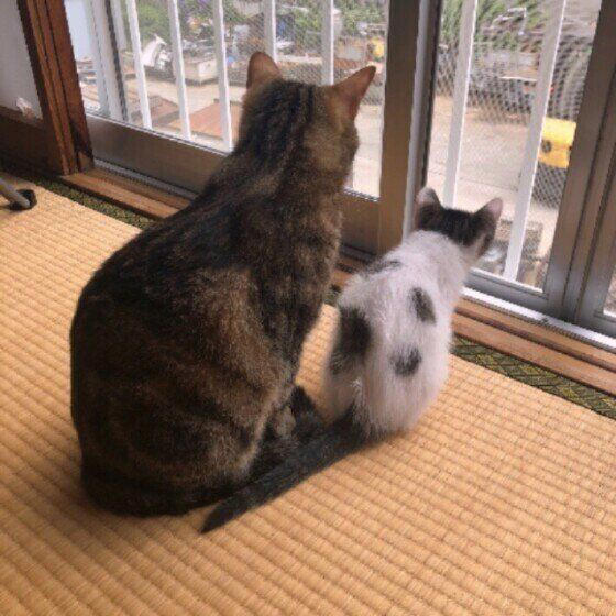 2種以上の異なる種類（品種）の遺伝子をもつ猫, 日本で暮らす猫のうち大半が雑種猫！, 雑種猫の魅力とは？, トラ柄（キジトラ、サバトラ、茶トラ）, 単色の柄なし猫（白・黒・グレー）