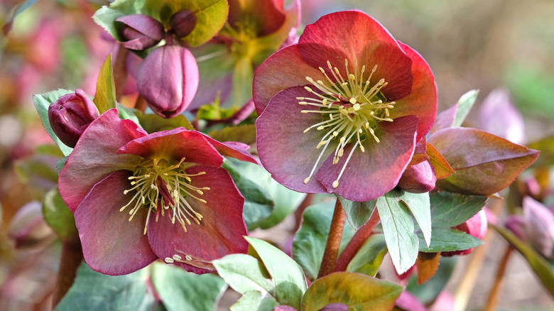 Bleeding heart, Speedwell, Hellebore, Bee balm, Coneflower, Foxglove, Clematis