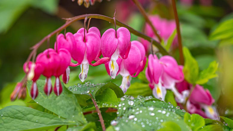 Bleeding heart, Speedwell, Hellebore, Bee balm, Coneflower, Foxglove, Clematis