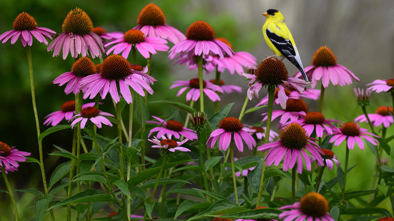 Bleeding heart, Speedwell, Hellebore, Bee balm, Coneflower, Foxglove, Clematis