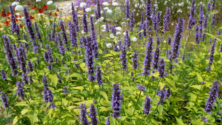 Bleeding heart, Speedwell, Hellebore, Bee balm, Coneflower, Foxglove, Clematis