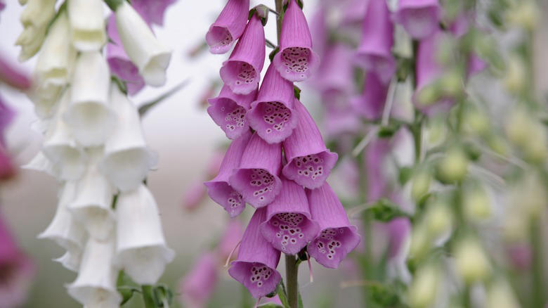 Bleeding heart, Speedwell, Hellebore, Bee balm, Coneflower, Foxglove, Clematis