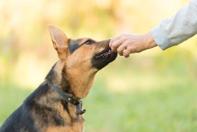 『しつけが難しい』犬種5選, 1.ボーダー・コリー, 3.シベリアン・ハスキー, 4.ジャック・ラッセル・テリア, 5.ジャーマン・シェパード・ドッグ, なぜ『飼いにくい』と言われるの?, 飼い主が悩みやすいポイントとは?, 「言うことを聞く=良い犬」ではない, 効果的なコマンドの教え方とは?, 短時間で何度も繰り返す, 成功した瞬間にわかりやすく褒める, 「できた」タイミングで終える