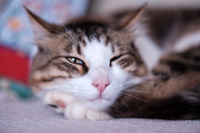 猫が「最高に幸せ」だと感じる4つの瞬間, 1.大好きな飼い主に撫でられているとき, 2.ご飯やおやつを食べているとき, 3.日当たりの良い場所でお昼寝しているとき, 4.お気に入りのおもちゃで遊んでいるとき, 猫が喜んでいるときのサイン, ゴロゴロと音を鳴らす, しっぽをピンと真っ直ぐ立てる, 目をゆっくり細める(まばたきする), 足元に体をすり寄せてくる, 猫が満足している理由