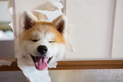 『しつけが難しい』犬種5選, 1.ボーダー・コリー, 3.シベリアン・ハスキー, 4.ジャック・ラッセル・テリア, 5.ジャーマン・シェパード・ドッグ, なぜ『飼いにくい』と言われるの?, 飼い主が悩みやすいポイントとは?, 「言うことを聞く=良い犬」ではない, 効果的なコマンドの教え方とは?, 短時間で何度も繰り返す, 成功した瞬間にわかりやすく褒める, 「できた」タイミングで終える