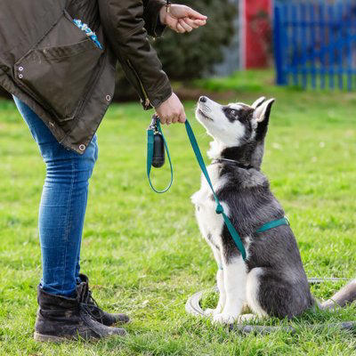 『しつけが難しい』犬種5選, 1.ボーダー・コリー, 3.シベリアン・ハスキー, 4.ジャック・ラッセル・テリア, 5.ジャーマン・シェパード・ドッグ, なぜ『飼いにくい』と言われるの?, 飼い主が悩みやすいポイントとは?, 「言うことを聞く=良い犬」ではない, 効果的なコマンドの教え方とは?, 短時間で何度も繰り返す, 成功した瞬間にわかりやすく褒める, 「できた」タイミングで終える