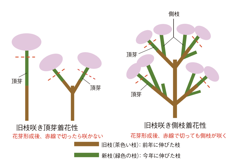 剪定時期はいつ？, 新旧枝両枝咲きとは？ , 同じ品種 ‘てててまり’で実証！, 枝数が少なくなるように剪定, 枝数が多くなるように剪定, 庭植えの株の切り方, それ以上大きくしたくない場合、小さくしたい場合、樹形を整えたい場合, 株がまだ小さく、株を大きくしたい場合, 株元からの新枝や芽吹きがなく、古枝しかない株の場合, ヤマアジサイなど枝数が多い品種の場合