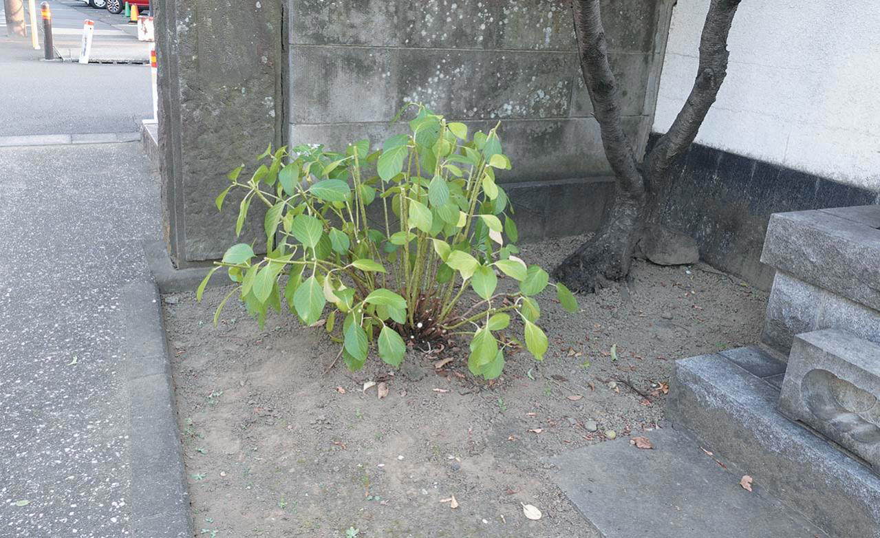 剪定時期はいつ？, 新旧枝両枝咲きとは？ , 同じ品種 ‘てててまり’で実証！, 枝数が少なくなるように剪定, 枝数が多くなるように剪定, 庭植えの株の切り方, それ以上大きくしたくない場合、小さくしたい場合、樹形を整えたい場合, 株がまだ小さく、株を大きくしたい場合, 株元からの新枝や芽吹きがなく、古枝しかない株の場合, ヤマアジサイなど枝数が多い品種の場合