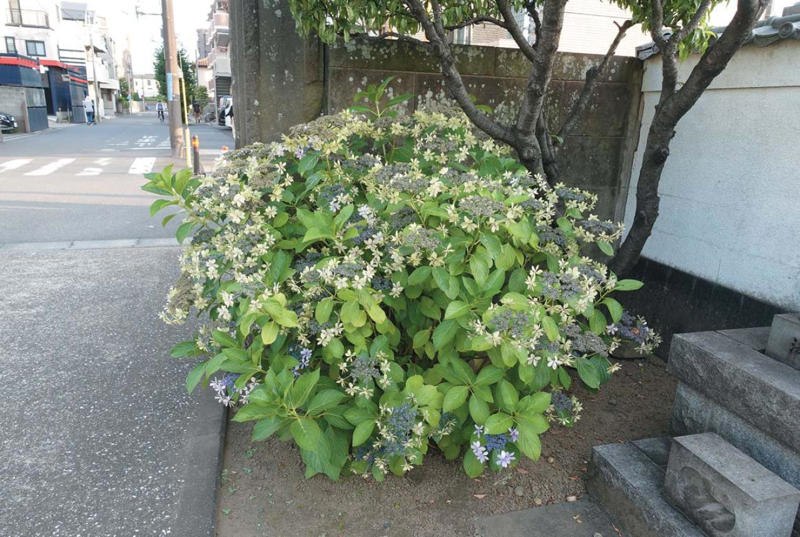 剪定時期はいつ？, 新旧枝両枝咲きとは？ , 同じ品種 ‘てててまり’で実証！, 枝数が少なくなるように剪定, 枝数が多くなるように剪定, 庭植えの株の切り方, それ以上大きくしたくない場合、小さくしたい場合、樹形を整えたい場合, 株がまだ小さく、株を大きくしたい場合, 株元からの新枝や芽吹きがなく、古枝しかない株の場合, ヤマアジサイなど枝数が多い品種の場合