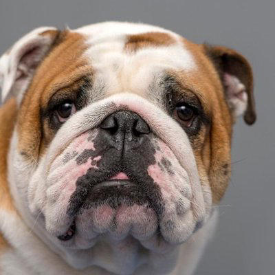『寿命が短い』といわれている犬種５選, 1.グレート・デーン, 2.バーニーズ・マウンテン・ドッグ, 3.アイリッシュ・ウルフハウンド, 5.ゴールデン・レトリーバー, なぜ"短命"になりやすいの？, 体が大きいほど老化が早く負担も大きい傾向に, 呼吸器への負担が寿命を縮める原因に, 遺伝的な病気リスクを持つ犬種も, 健康寿命を延ばすためにできること