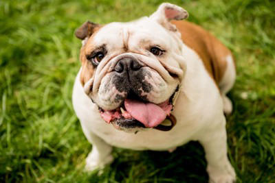 『寿命が短い』といわれている犬種５選, 1.グレート・デーン, 2.バーニーズ・マウンテン・ドッグ, 3.アイリッシュ・ウルフハウンド, 5.ゴールデン・レトリーバー, なぜ"短命"になりやすいの？, 体が大きいほど老化が早く負担も大きい傾向に, 呼吸器への負担が寿命を縮める原因に, 遺伝的な病気リスクを持つ犬種も, 健康寿命を延ばすためにできること