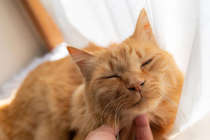 猫が「最高に幸せ」だと感じる4つの瞬間, 1.大好きな飼い主に撫でられているとき, 2.ご飯やおやつを食べているとき, 3.日当たりの良い場所でお昼寝しているとき, 4.お気に入りのおもちゃで遊んでいるとき, 猫が喜んでいるときのサイン, ゴロゴロと音を鳴らす, しっぽをピンと真っ直ぐ立てる, 目をゆっくり細める(まばたきする), 足元に体をすり寄せてくる, 猫が満足している理由