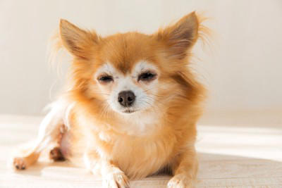 犬がたそがれているときの心理, 1.周囲の様子や状況を観察しながら情報収集をしている, 2.リラックスして体も心も落ち着いている, 3.構ってもらえなくて退屈している, 愛犬がたそがれているときに飼い主がすべきこと