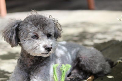 犬がたそがれているときの心理, 1.周囲の様子や状況を観察しながら情報収集をしている, 2.リラックスして体も心も落ち着いている, 3.構ってもらえなくて退屈している, 愛犬がたそがれているときに飼い主がすべきこと