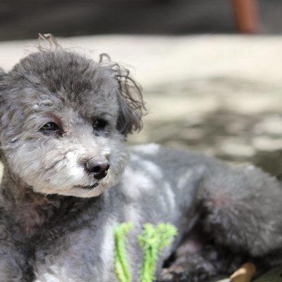 犬がたそがれているときの心理, 1.周囲の様子や状況を観察しながら情報収集をしている, 2.リラックスして体も心も落ち着いている, 3.構ってもらえなくて退屈している, 愛犬がたそがれているときに飼い主がすべきこと