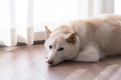 犬がたそがれているときの心理, 1.周囲の様子や状況を観察しながら情報収集をしている, 2.リラックスして体も心も落ち着いている, 3.構ってもらえなくて退屈している, 愛犬がたそがれているときに飼い主がすべきこと