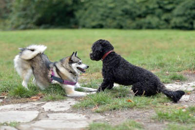 1.相手の犬の顔を舐める, 2.体を密着させる, 3.一緒に遊んだりじゃれ合ったりする, 1.一方通行の愛情表現になっていないか注意する, 2.興奮しすぎに注意する, 3.なるべく邪魔をしない
