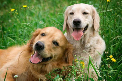 1.相手の犬の顔を舐める, 2.体を密着させる, 3.一緒に遊んだりじゃれ合ったりする, 1.一方通行の愛情表現になっていないか注意する, 2.興奮しすぎに注意する, 3.なるべく邪魔をしない