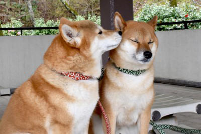 1.相手の犬の顔を舐める, 2.体を密着させる, 3.一緒に遊んだりじゃれ合ったりする, 1.一方通行の愛情表現になっていないか注意する, 2.興奮しすぎに注意する, 3.なるべく邪魔をしない
