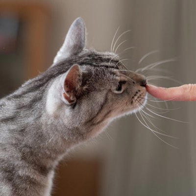 愛猫の『心を傷つける』飼い主の行動5選, 1. 大きな声で怒鳴る, 2. 無理やり触ったり抱っこしたりする, 3. 長時間かまわず放置する, 4. 嫌がることを面白がる, 5. 体調不良のサインを見逃す, 信頼を失う理由と関係修復のヒント