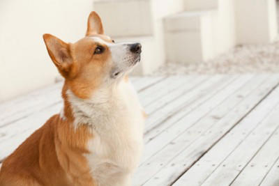 犬が「おしりをぶつけてくる」ときの5つの心理, 1.あなたを心から信頼しているから, 2.「ねえねえ、かまって!」と甘えているから, 3.自分のにおいをつけて安心したいから, 4.「後ろは任せて!」と守ろうとしているから, 5.ぬくもりを感じてリラックスしたいから, 飼い主はどう応える?喜ぶお返しの方法, 激しすぎるヒップアタックへの対処法
