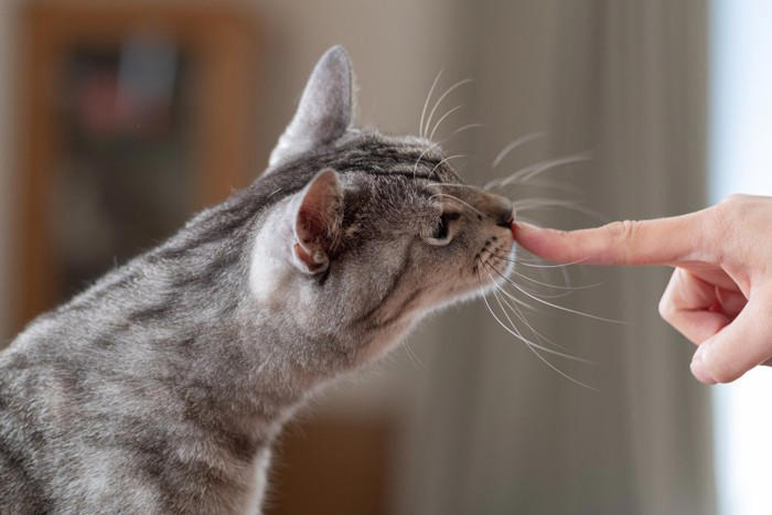 愛猫の『心を傷つける』飼い主の行動5選, 1. 大きな声で怒鳴る, 2. 無理やり触ったり抱っこしたりする, 3. 長時間かまわず放置する, 4. 嫌がることを面白がる, 5. 体調不良のサインを見逃す, 信頼を失う理由と関係修復のヒント