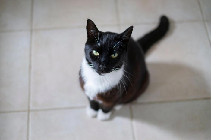 愛猫の『心を傷つける』飼い主の行動5選, 1. 大きな声で怒鳴る, 2. 無理やり触ったり抱っこしたりする, 3. 長時間かまわず放置する, 4. 嫌がることを面白がる, 5. 体調不良のサインを見逃す, 信頼を失う理由と関係修復のヒント