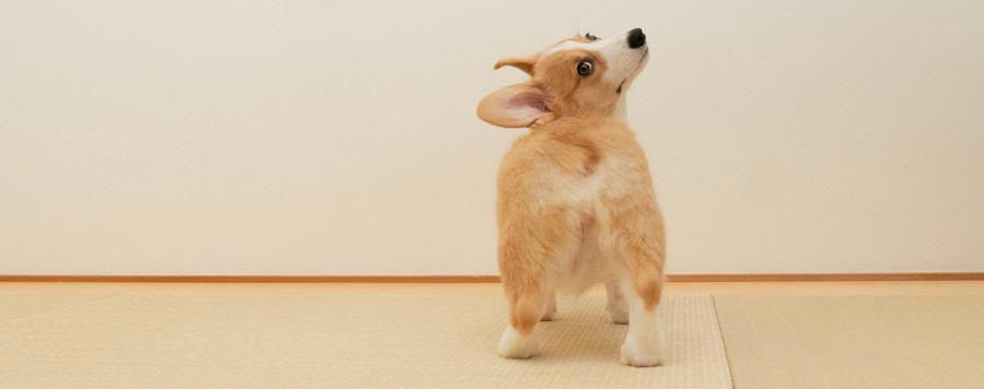 犬が「おしりをぶつけてくる」ときの5つの心理, 1.あなたを心から信頼しているから, 2.「ねえねえ、かまって!」と甘えているから, 3.自分のにおいをつけて安心したいから, 4.「後ろは任せて!」と守ろうとしているから, 5.ぬくもりを感じてリラックスしたいから, 飼い主はどう応える?喜ぶお返しの方法, 激しすぎるヒップアタックへの対処法