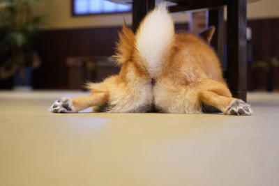 犬が「おしりをぶつけてくる」ときの5つの心理, 1.あなたを心から信頼しているから, 2.「ねえねえ、かまって!」と甘えているから, 3.自分のにおいをつけて安心したいから, 4.「後ろは任せて!」と守ろうとしているから, 5.ぬくもりを感じてリラックスしたいから, 飼い主はどう応える?喜ぶお返しの方法, 激しすぎるヒップアタックへの対処法