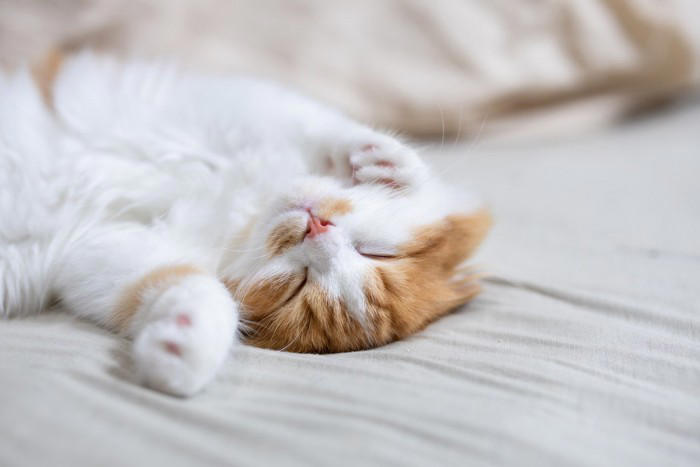 愛猫の『心を傷つける』飼い主の行動5選, 1. 大きな声で怒鳴る, 2. 無理やり触ったり抱っこしたりする, 3. 長時間かまわず放置する, 4. 嫌がることを面白がる, 5. 体調不良のサインを見逃す, 信頼を失う理由と関係修復のヒント