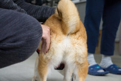 犬が「おしりをぶつけてくる」ときの5つの心理, 1.あなたを心から信頼しているから, 2.「ねえねえ、かまって!」と甘えているから, 3.自分のにおいをつけて安心したいから, 4.「後ろは任せて!」と守ろうとしているから, 5.ぬくもりを感じてリラックスしたいから, 飼い主はどう応える?喜ぶお返しの方法, 激しすぎるヒップアタックへの対処法