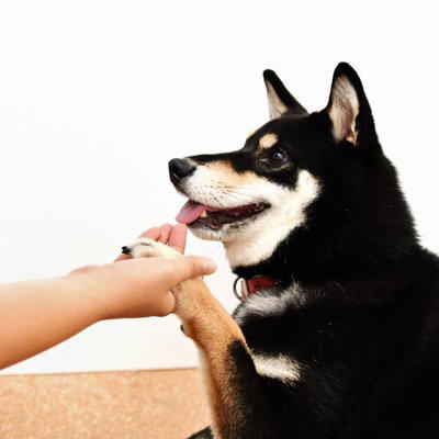 犬が大喜びするスキンシップ, 触られるのが好きな場所を撫でる, 笑顔でポジティブな声をかけながら撫でる, こっているところをマッサージする, コロコロや掃除機が好きな子も?, 犬と触れ合うコツと注意点, 撫で撫ではゆっくり大きく, 嫌がる場所には触れない, 初めての子にはまず挨拶を