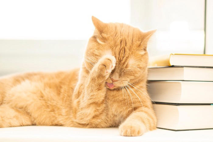 猫が大嫌いなもの5選, 1.予測できない大きな音, 2. 柑橘系の香り, 3.強いニオイ全般, 4.水に濡れること, 5.見知らぬ人・急な環境変化, 不快に感じているサイン