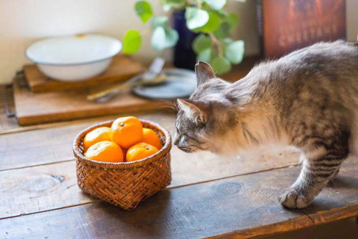 猫が大嫌いなもの5選, 1.予測できない大きな音, 2. 柑橘系の香り, 3.強いニオイ全般, 4.水に濡れること, 5.見知らぬ人・急な環境変化, 不快に感じているサイン