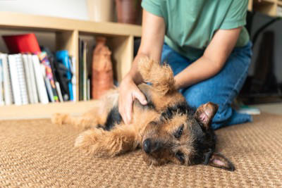 犬が大喜びするスキンシップ, 触られるのが好きな場所を撫でる, 笑顔でポジティブな声をかけながら撫でる, こっているところをマッサージする, コロコロや掃除機が好きな子も?, 犬と触れ合うコツと注意点, 撫で撫ではゆっくり大きく, 嫌がる場所には触れない, 初めての子にはまず挨拶を