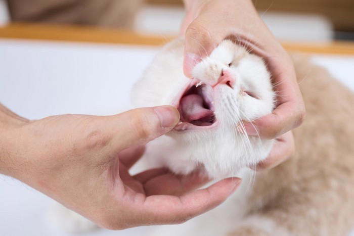 『だらしない飼い主』が招く猫への悪影響5つ, 1.誤飲・誤食で腸閉塞や中毒のリスクが上がる, 2.トイレ環境の悪化で尿路トラブルにつながる, 3.生活リズムの乱れがストレスを増やす, 4.ケガや脱走などの事故が起こりやすくなる, 5.お手入れ不足で慢性病の発見が遅れる, だらしなさが原因で起こりうるトラブル, 飼い主が今日から注意したい点