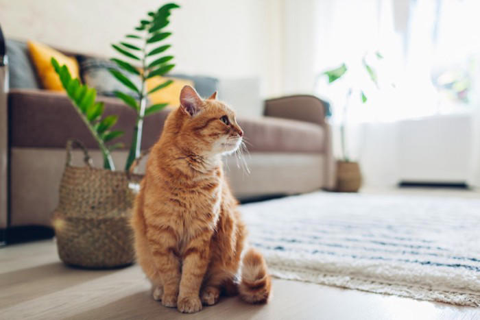 『だらしない飼い主』が招く猫への悪影響5つ, 1.誤飲・誤食で腸閉塞や中毒のリスクが上がる, 2.トイレ環境の悪化で尿路トラブルにつながる, 3.生活リズムの乱れがストレスを増やす, 4.ケガや脱走などの事故が起こりやすくなる, 5.お手入れ不足で慢性病の発見が遅れる, だらしなさが原因で起こりうるトラブル, 飼い主が今日から注意したい点