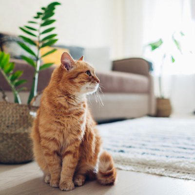 『だらしない飼い主』が招く猫への悪影響5つ, 1.誤飲・誤食で腸閉塞や中毒のリスクが上がる, 2.トイレ環境の悪化で尿路トラブルにつながる, 3.生活リズムの乱れがストレスを増やす, 4.ケガや脱走などの事故が起こりやすくなる, 5.お手入れ不足で慢性病の発見が遅れる, だらしなさが原因で起こりうるトラブル, 飼い主が今日から注意したい点