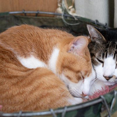 猫たちが「猫団子」を作る3つの理由, 1.寒さをしのぐため, 2.信頼している証拠, 「苦しくないの？」密着する猫たちの本音, 猫団子が見られる条件, 飼い主が気をつけるべきポイント